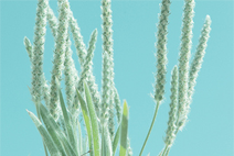 性能优异强劲的简单轰炸机